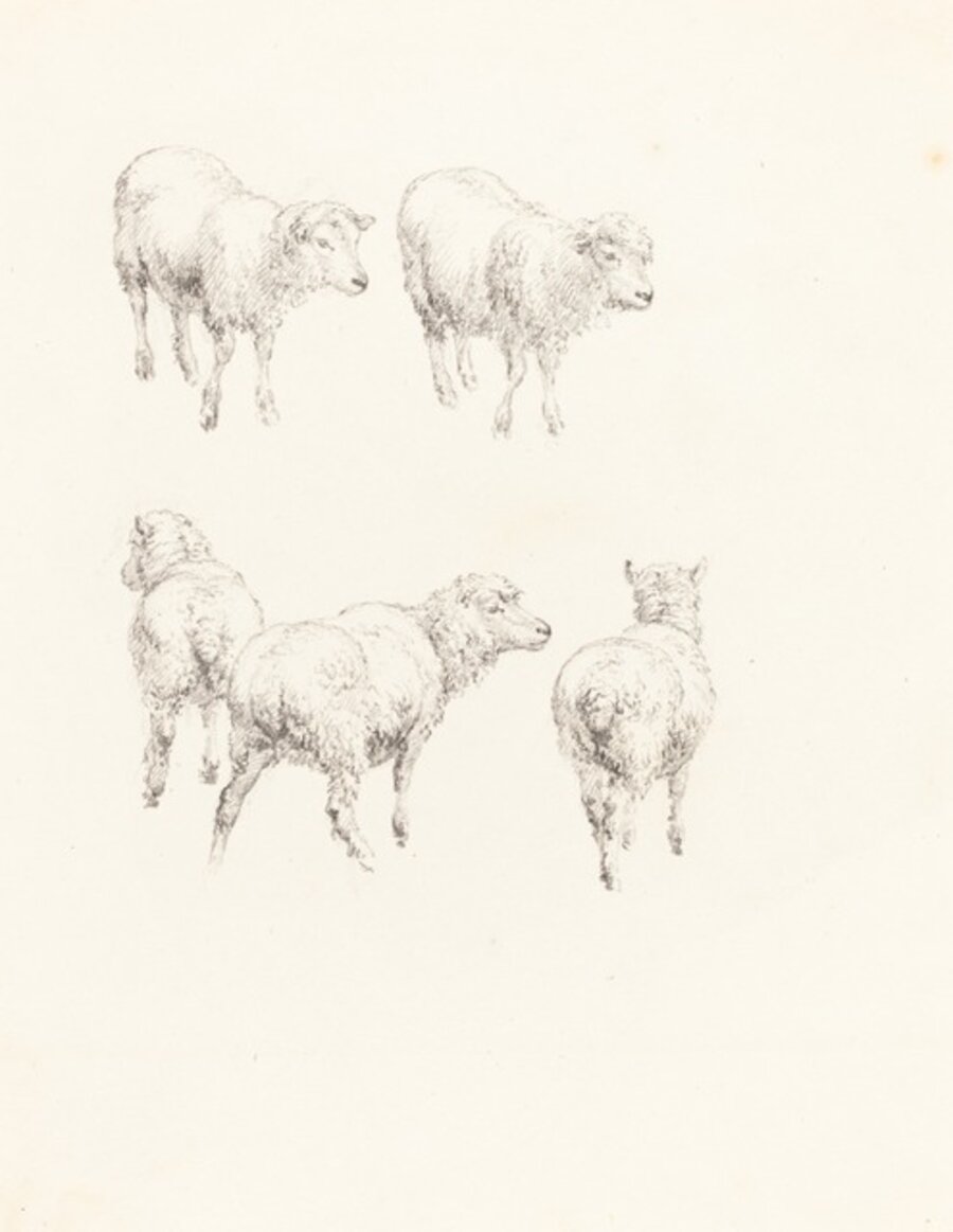 Five Sheep