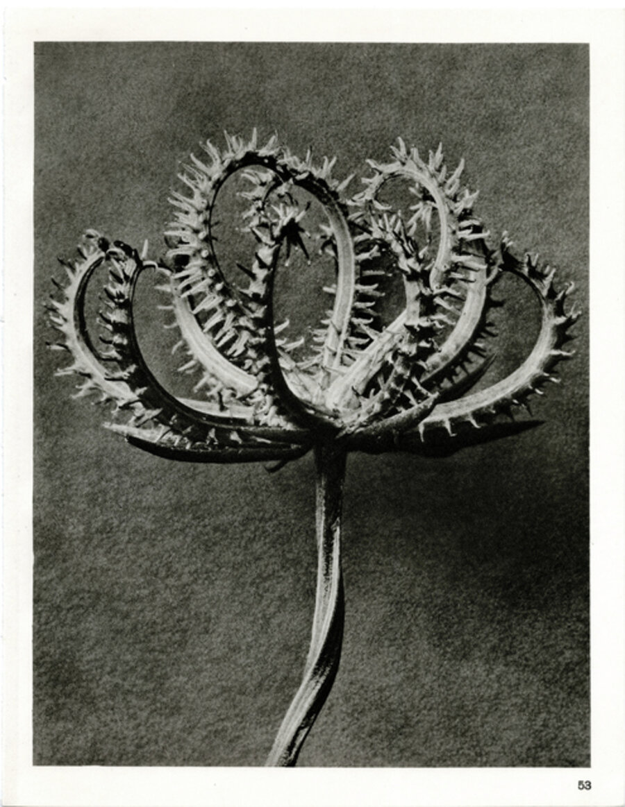 Plate 53- Koelpinia linearis (Compositae)