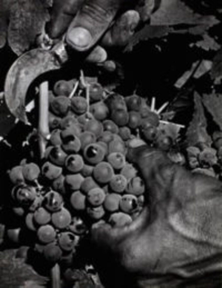 Hand and Grapes