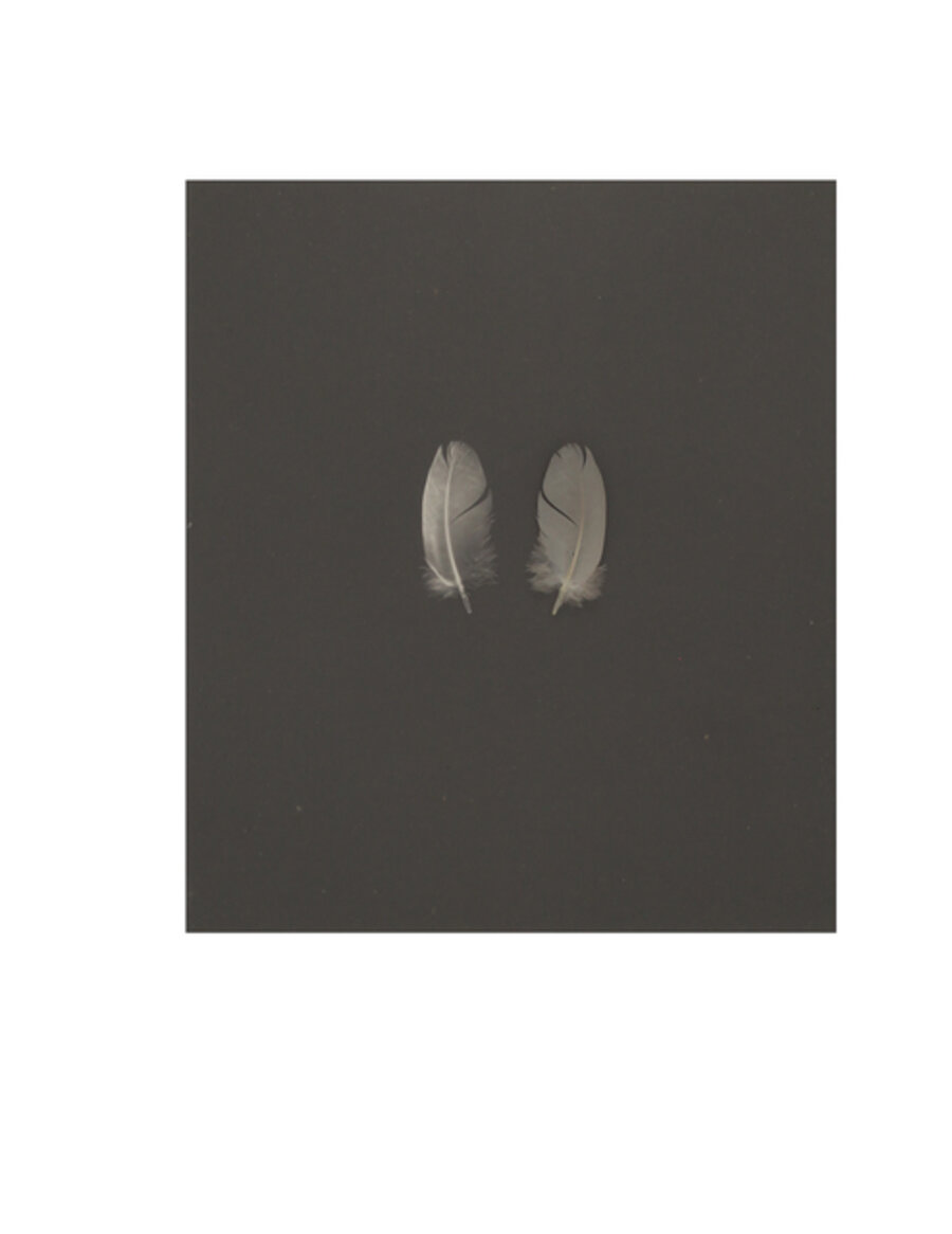 Feather 6#