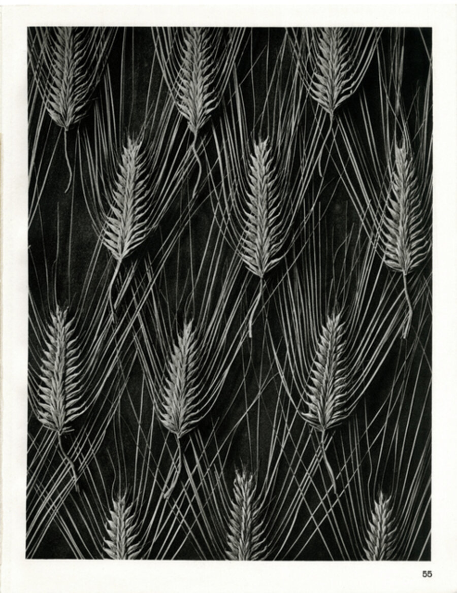 Plate 55- Hordeum distichum