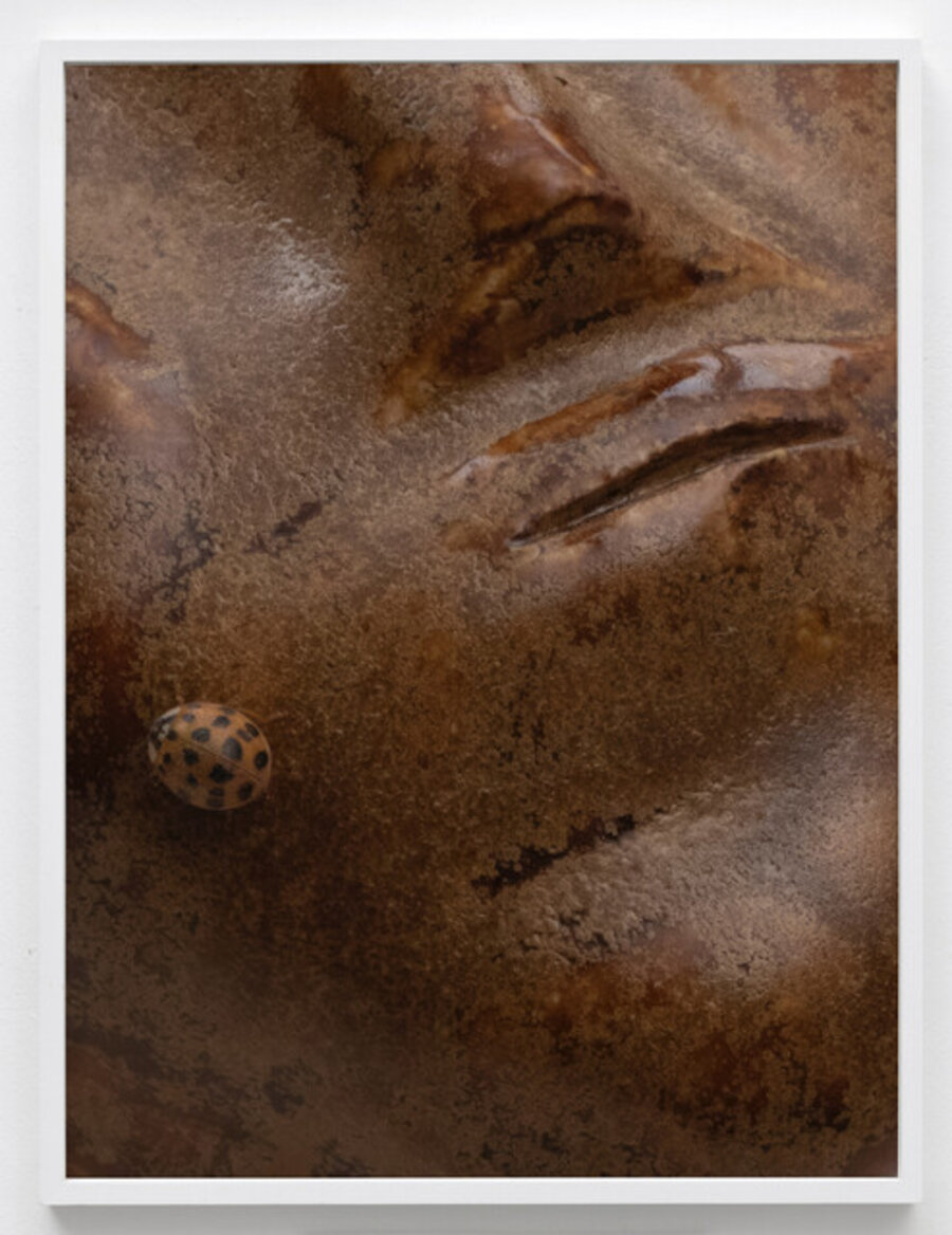 citizens, orange ladybird