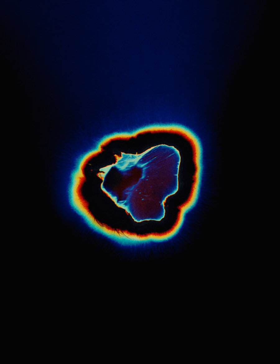 Unseen Potential (Psilocybe San Pedro, a.1)