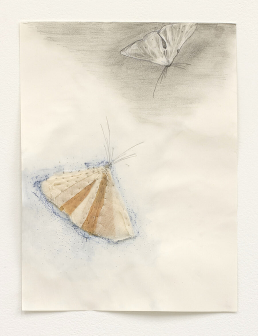 Moth Drawing 2