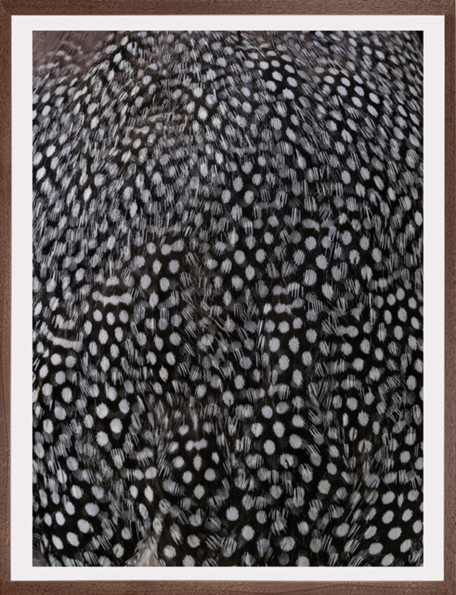 Guineafowl