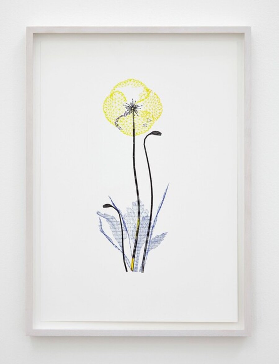 Papaver Somniferum