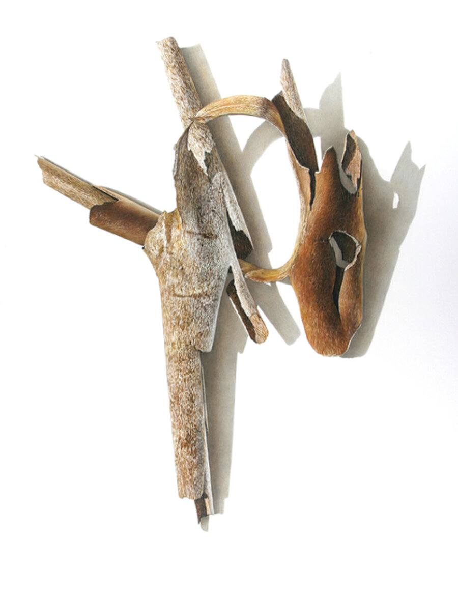 Sycamore Series No. 6