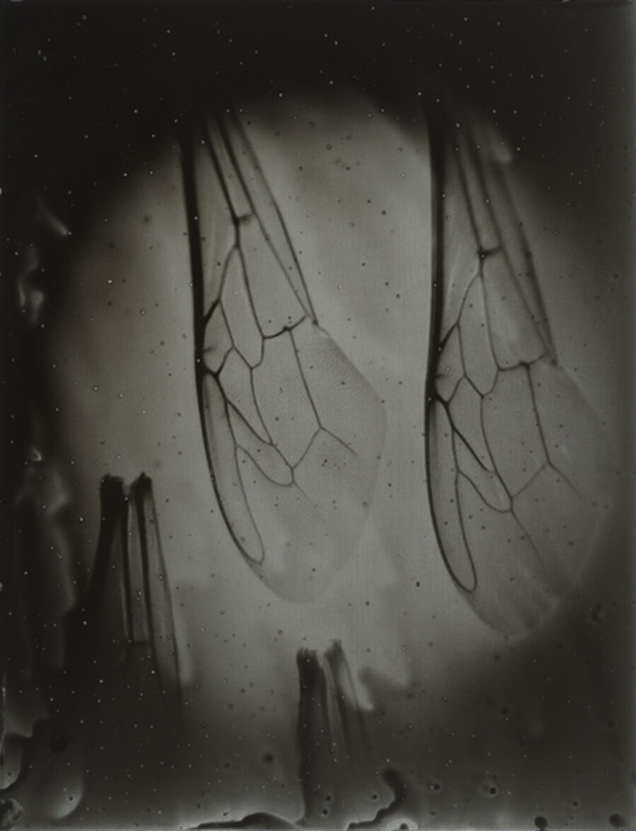 Bee Wing Morphology #7