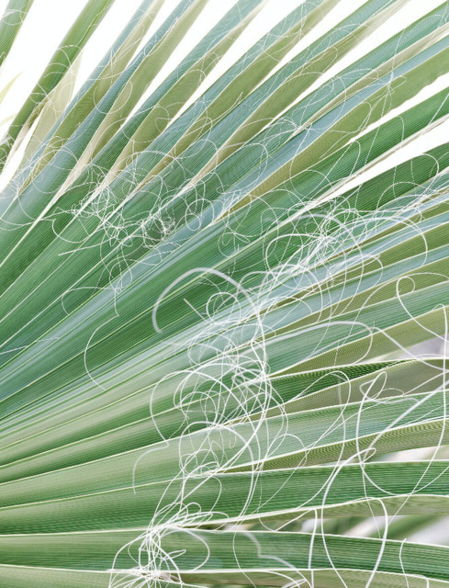 015 (Palm Leaves), from The Other Side of Light