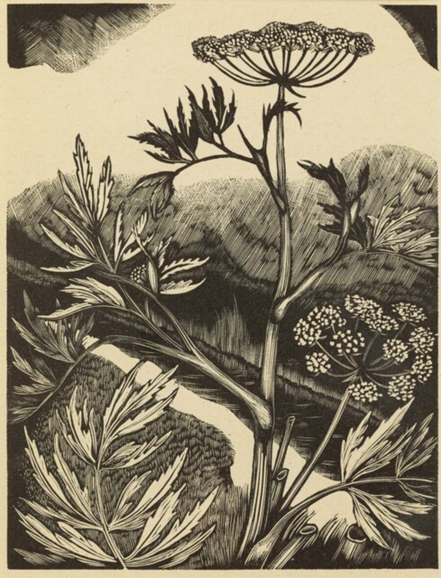 Water Hemlock (from William Dallimore, Poisonous Plants, London: Frederick Etchells & Hugh Macdonald, 1927)