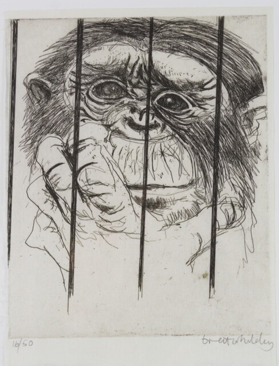 Chimp: Taronga Park Zoo, Sydney