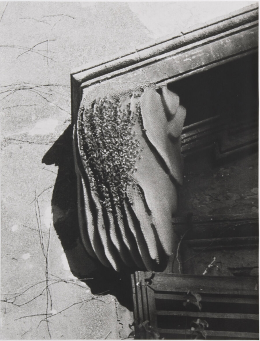 Bees (Rome)