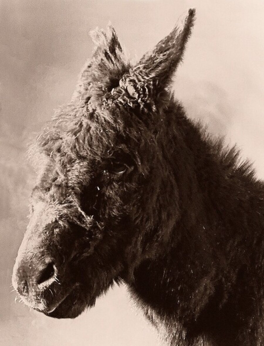 Untitled (Donkey)