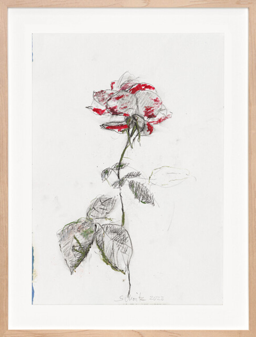 Rose 52