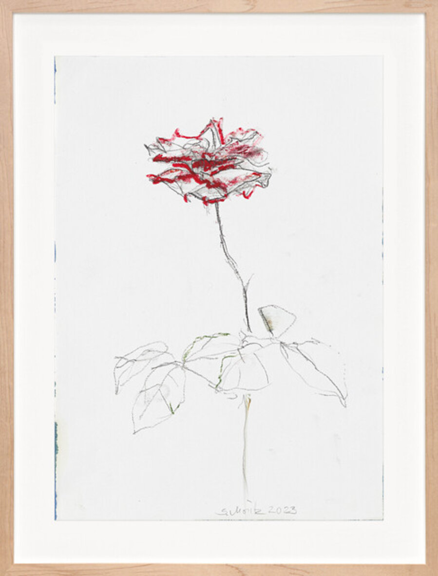 Rose 53