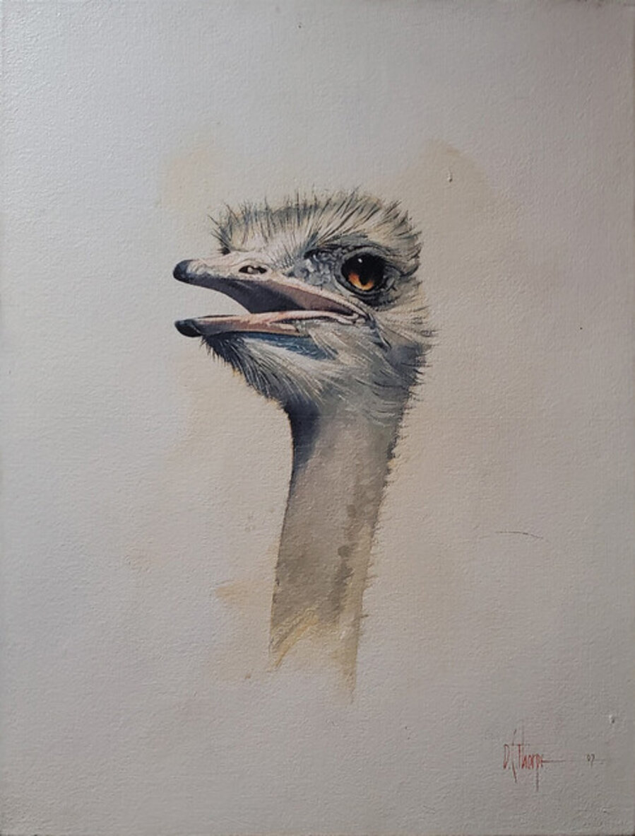 Ostrich