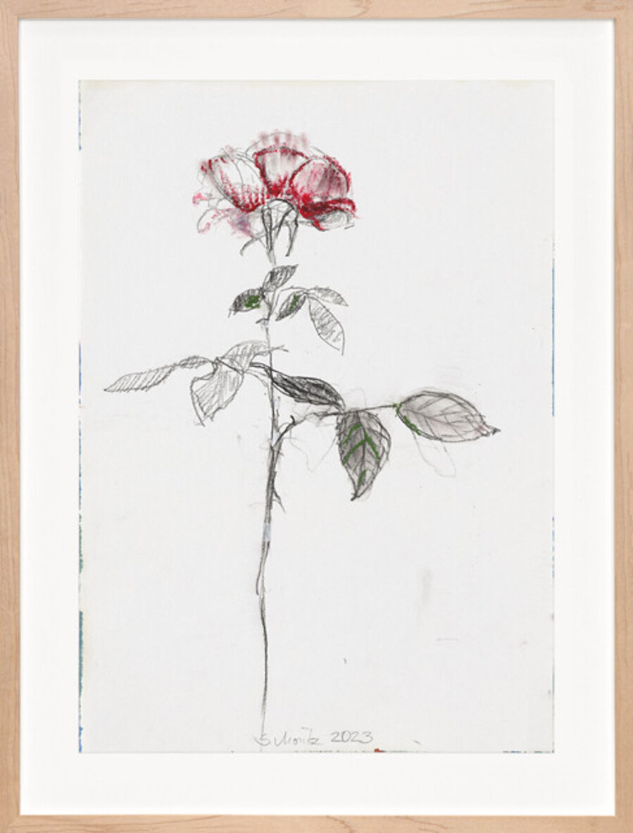 Rose 54