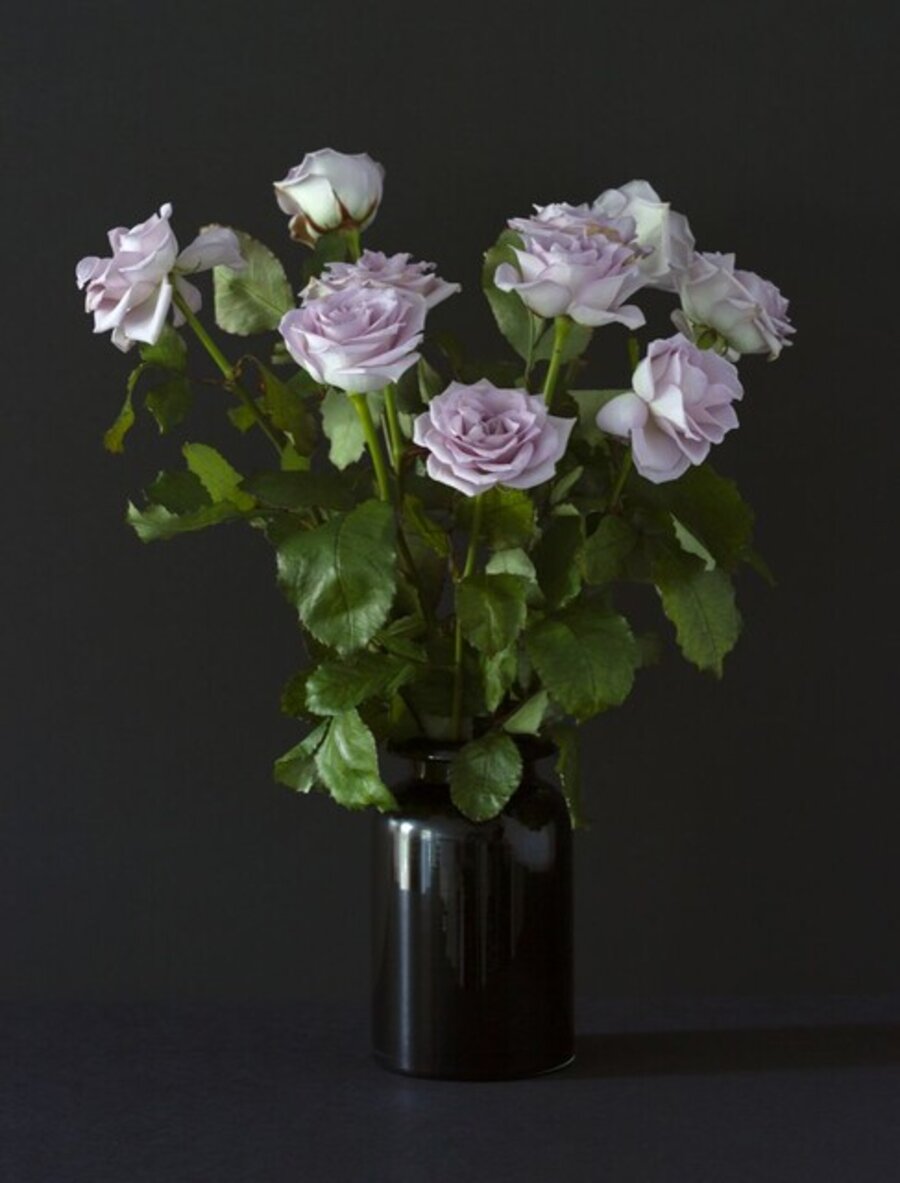 Lavender Roses in Shadow
