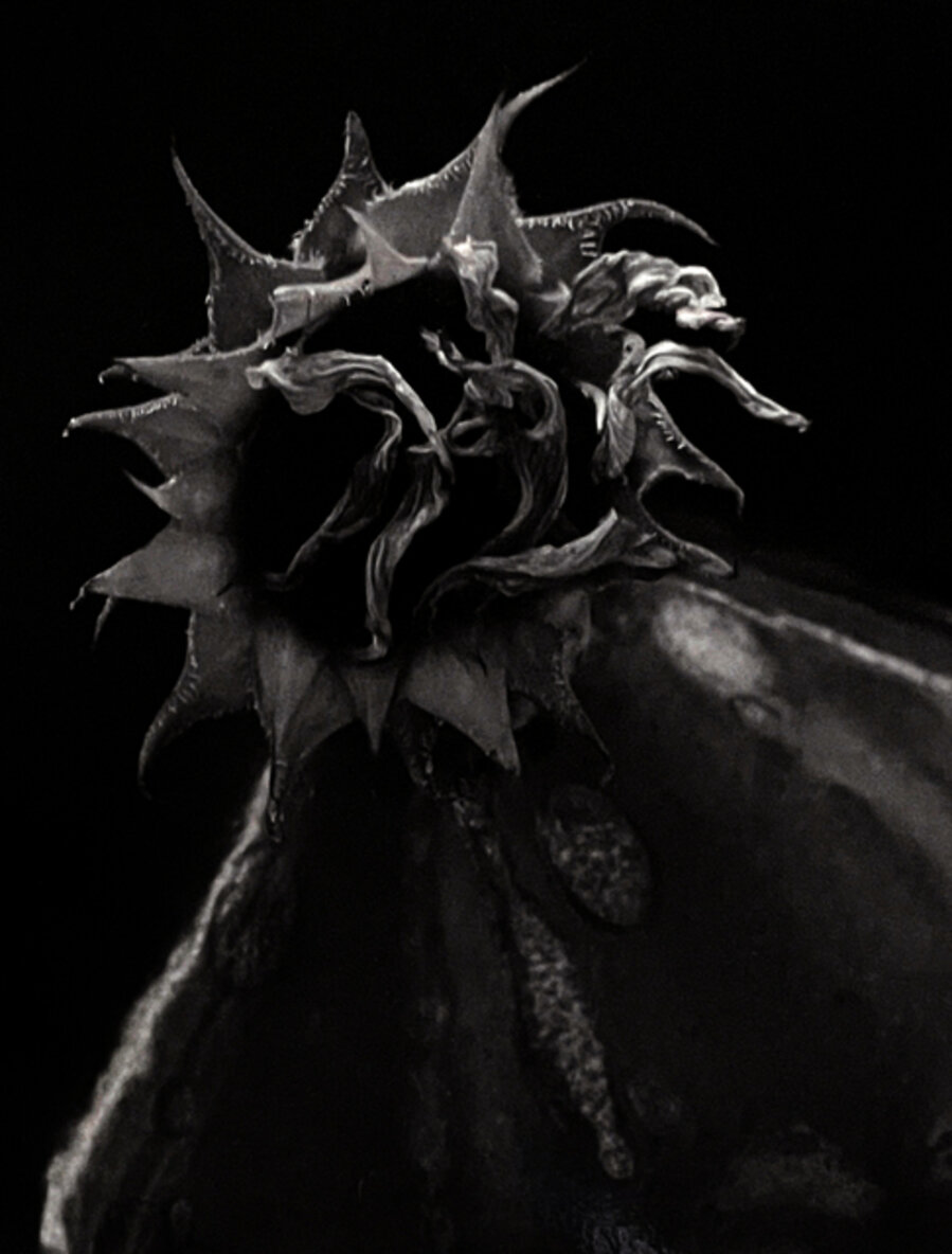 Dried Sunflower, Winthrop MA