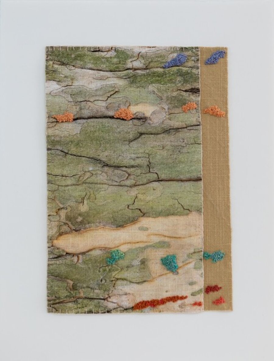 Bark/Cloth: London planetree, NYBG
