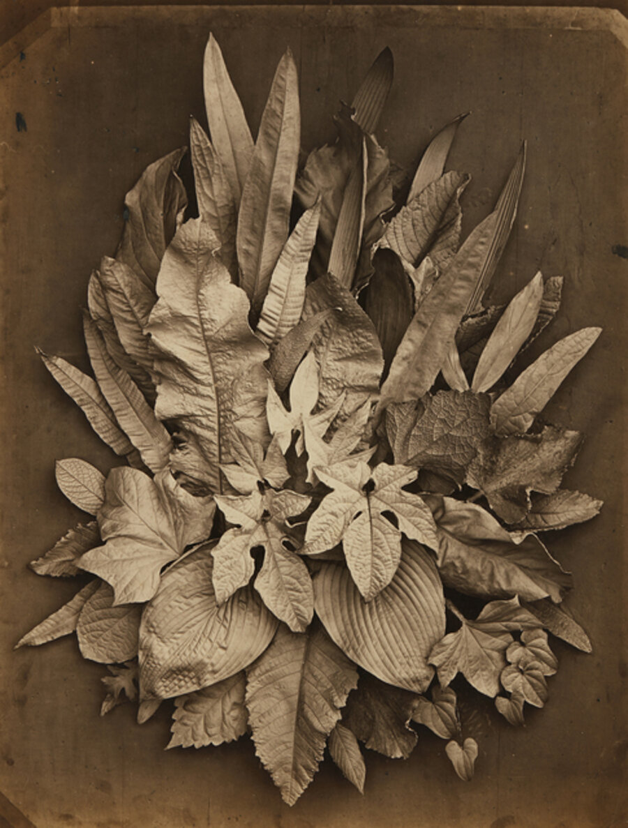 Untitled (study of leaves)