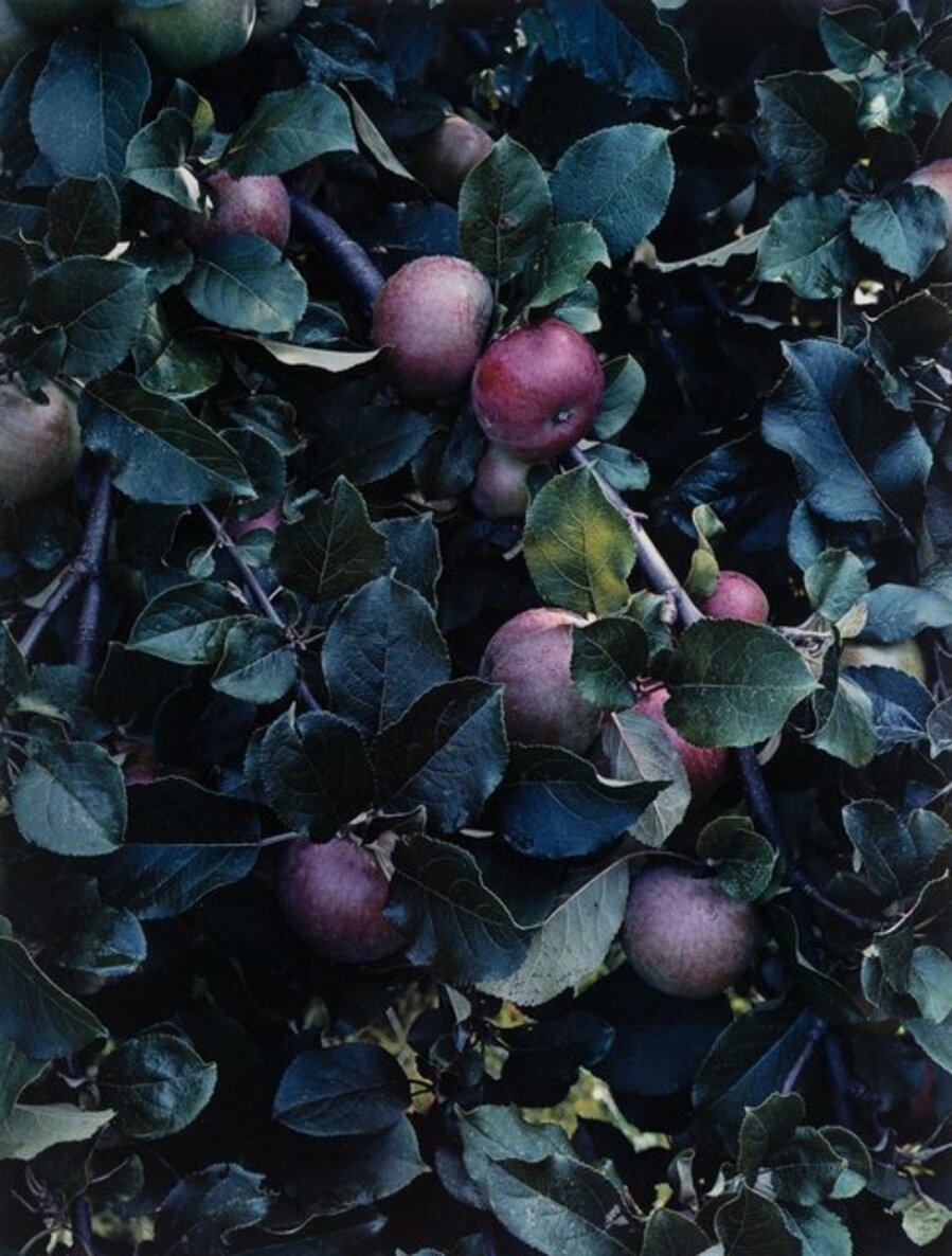 Apples, Great Spruce Head Island, Maine