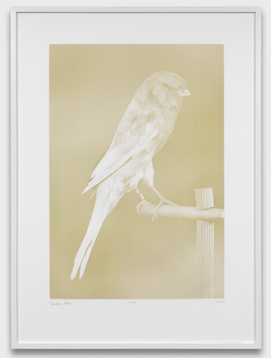 Canaries (1)