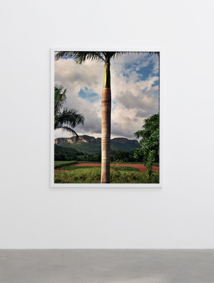 The Palm Tree