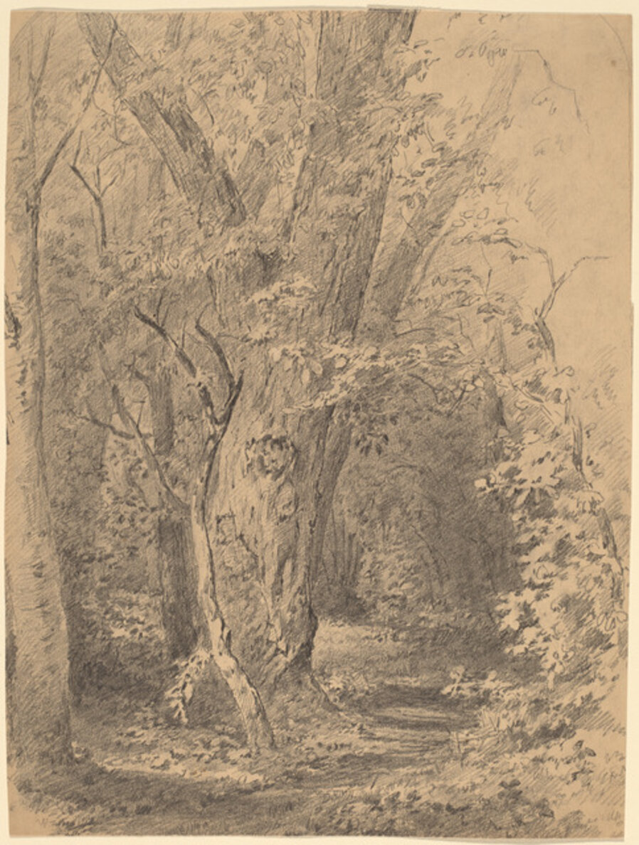 Tree and Foliage