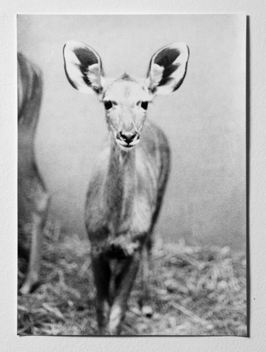 Untitled (Antilope)
