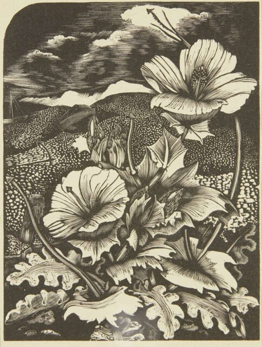 Sea Poppy
