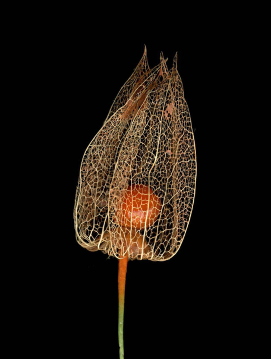 Untitled (Lampi - Physalis alkekengi)