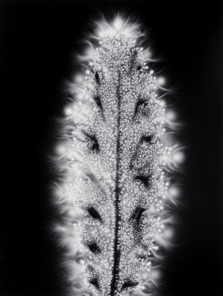 Milk Thistle