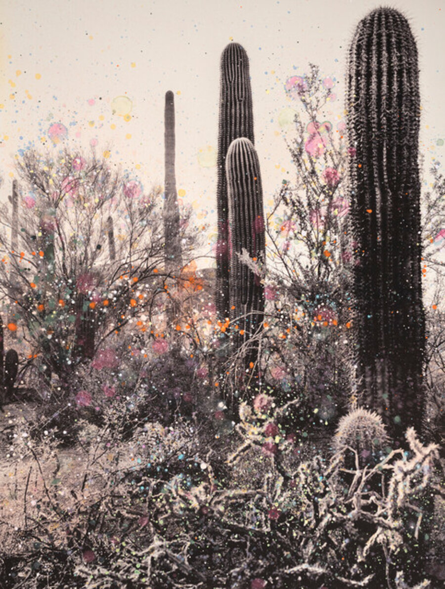 Pink Biodiversity in Saguaro National Park #1