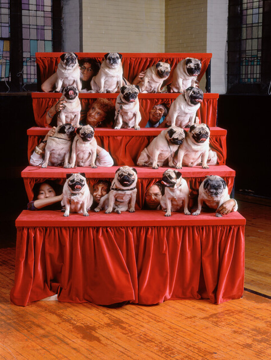 Pugs