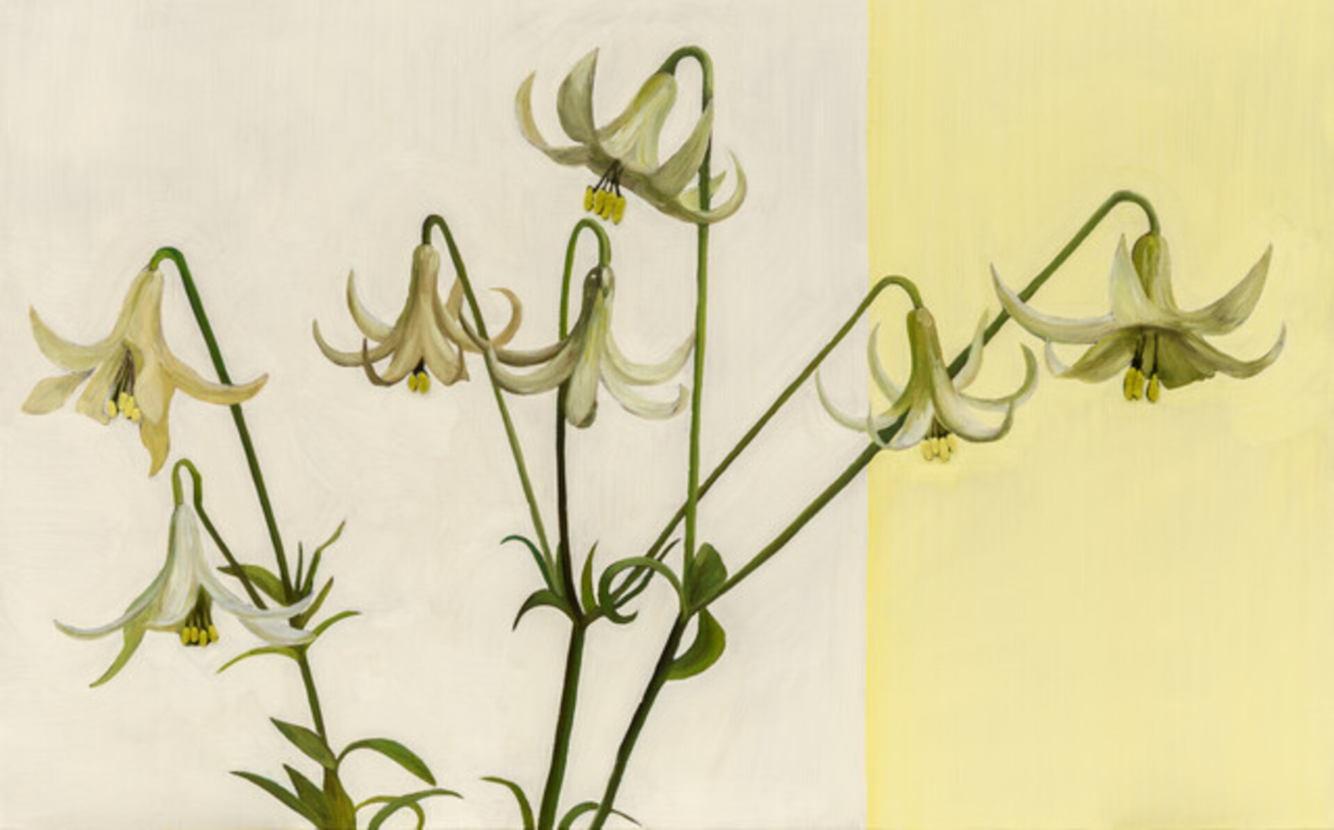 Lilies