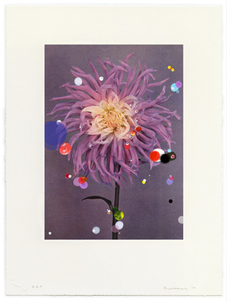 Bloemen: Cactus Dahlia Illusion