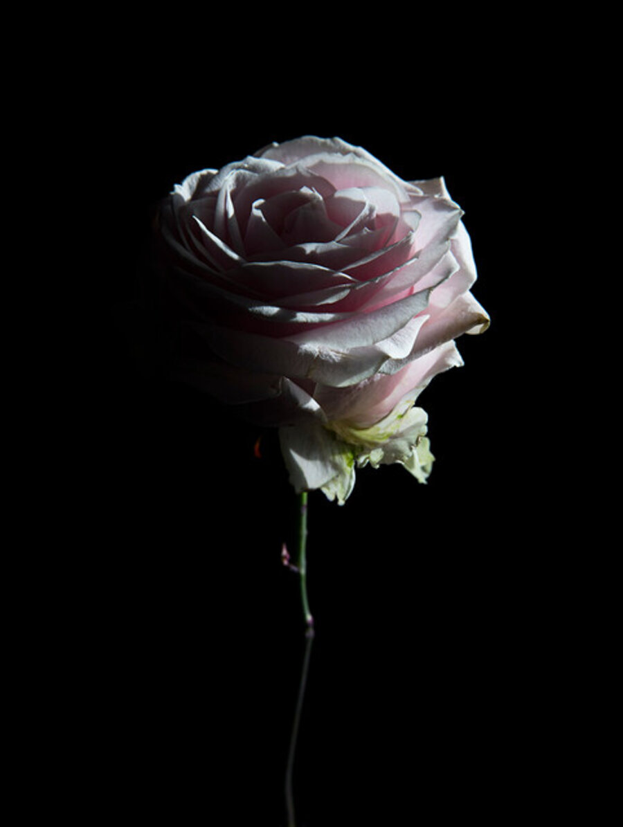 Hortus Nocturnum 2017