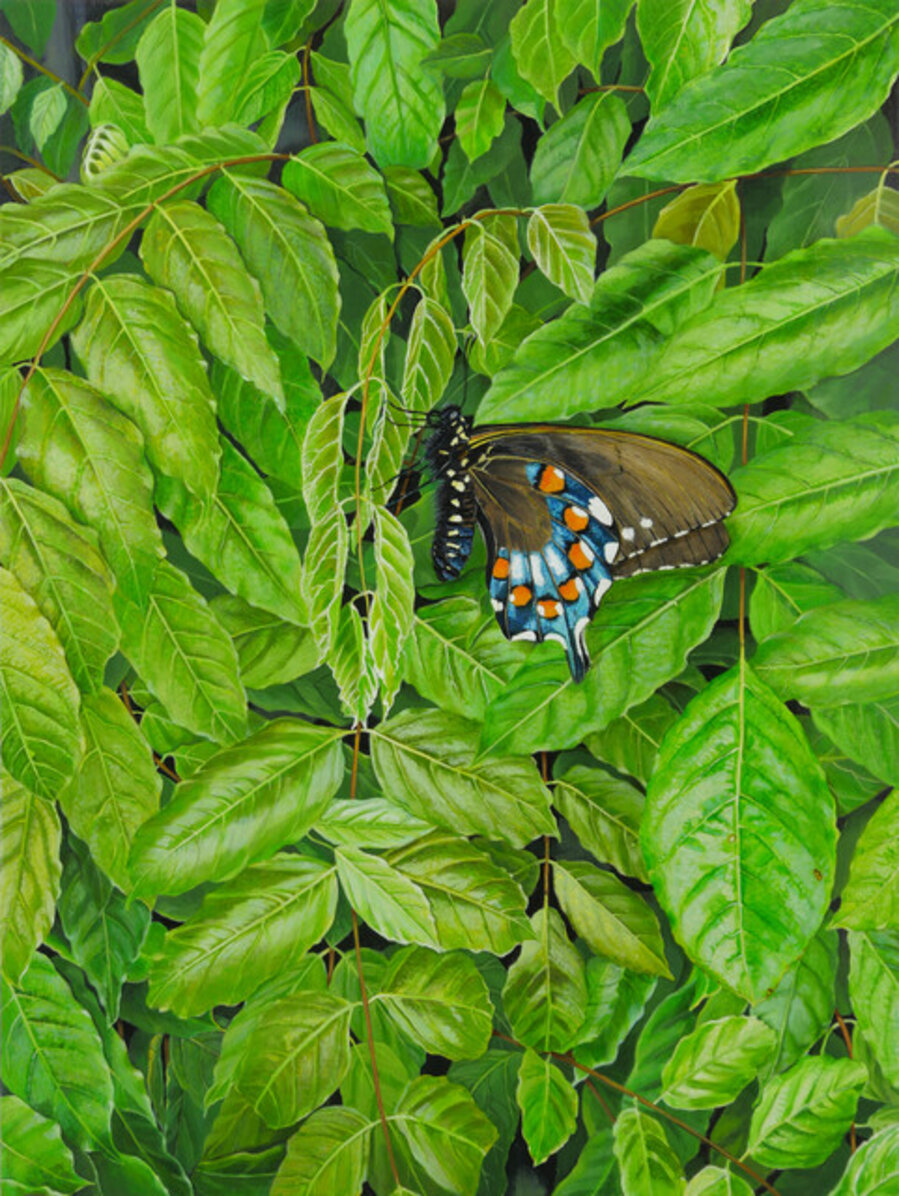 Super Green I: Pipevine swallowtail