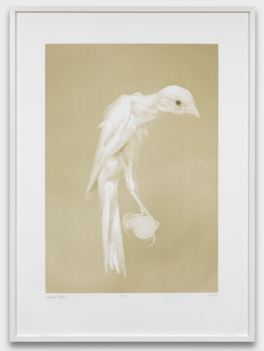 Canaries (5)