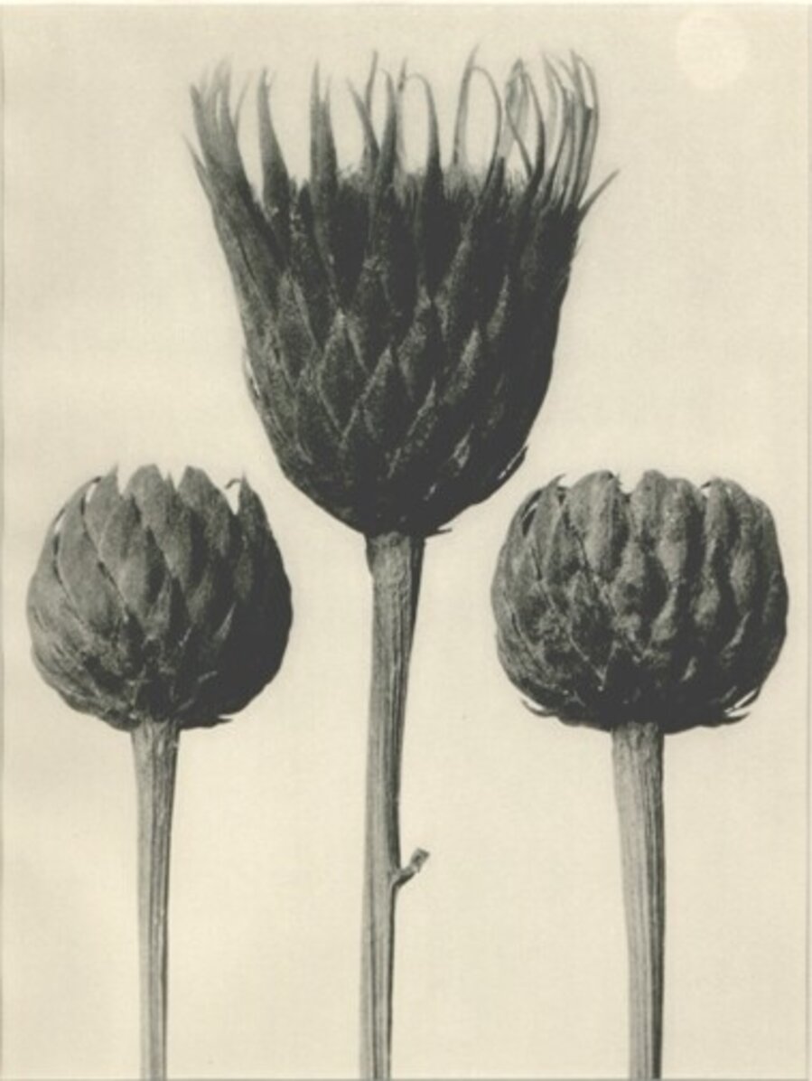 Plate 83: Serratula nudicaulis