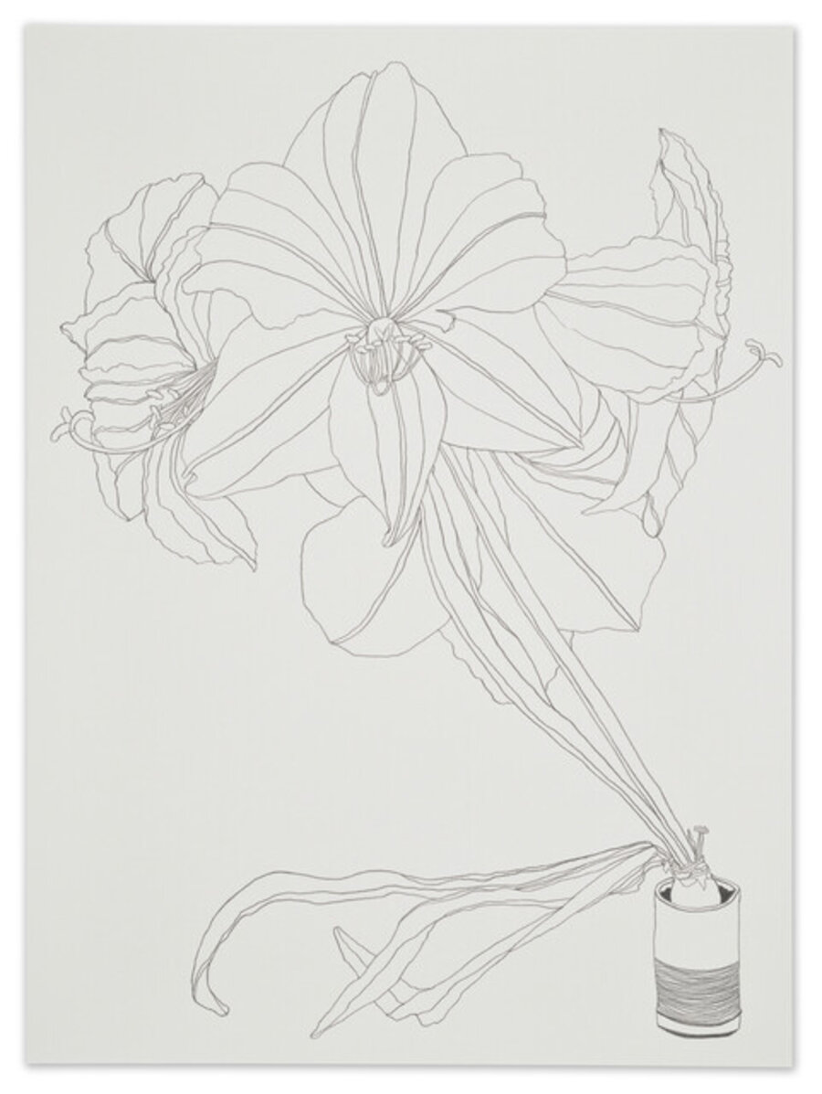 Drawing #53 (Amaryllis, Second Shoot), February 3, 2024