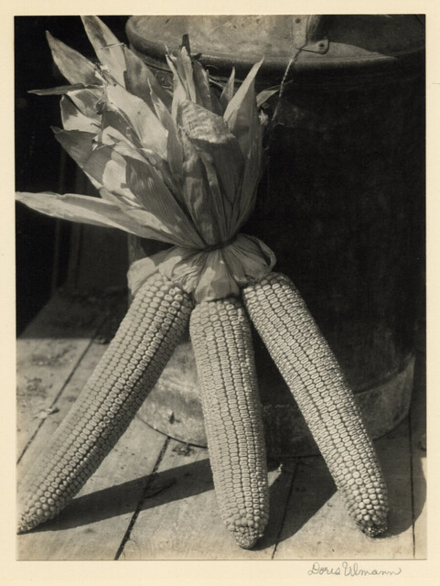 Still Life of Three Ears of Corn