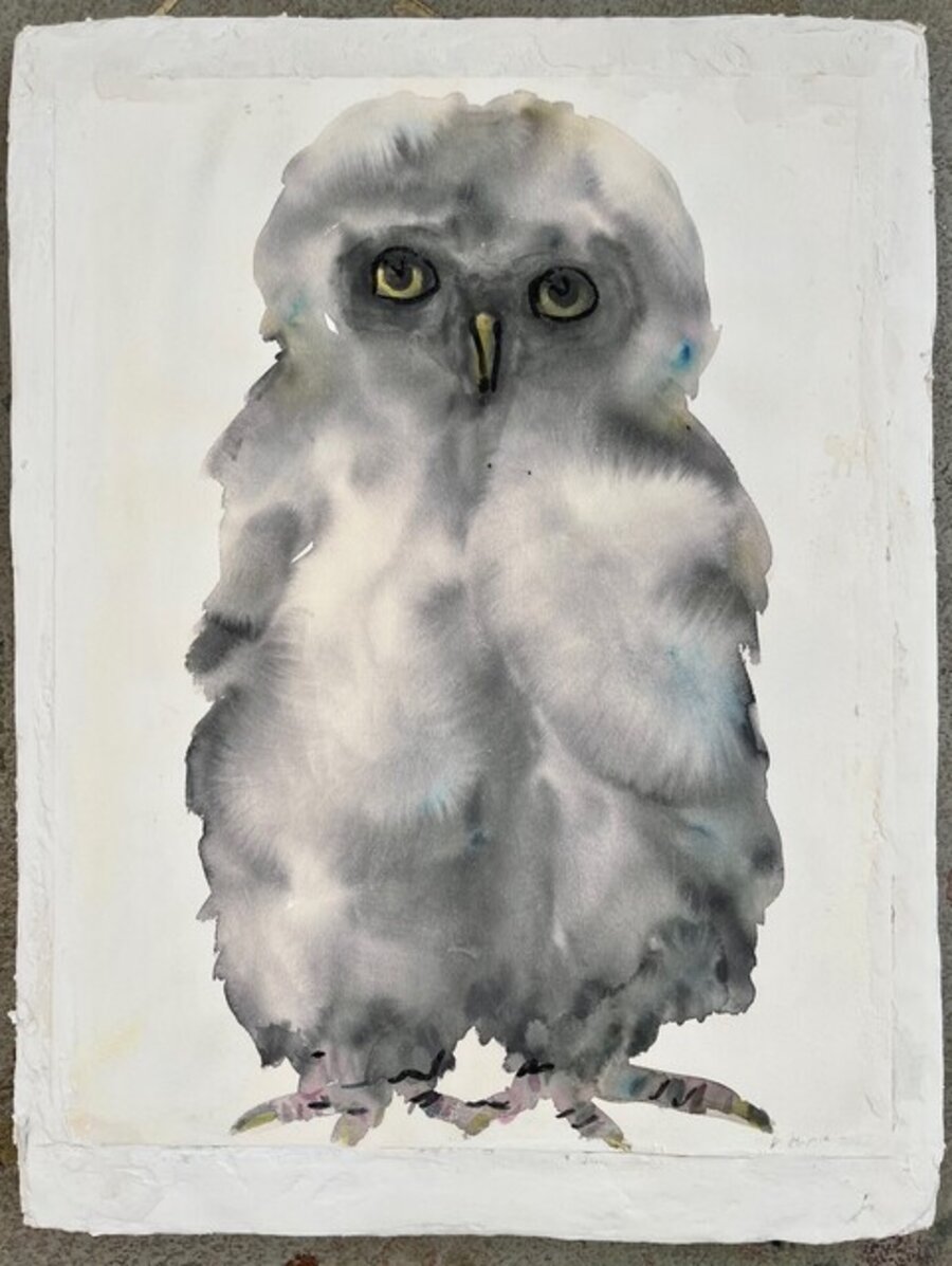 Small owl