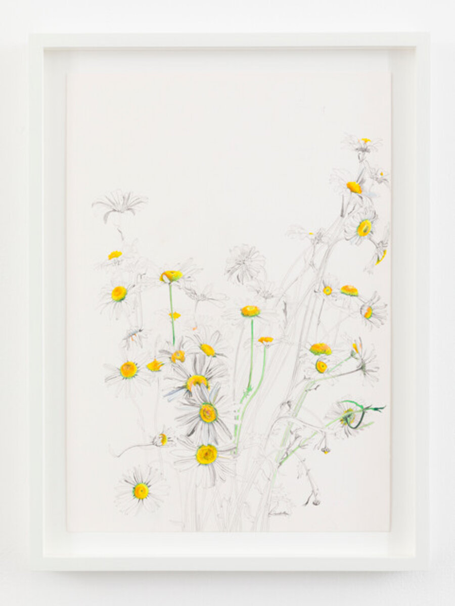 Daisies