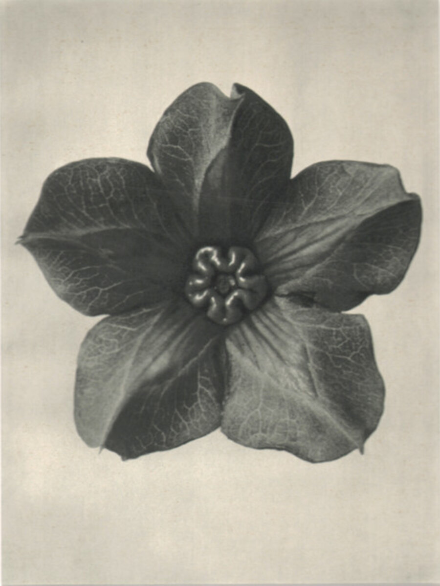Cobaea Scandens, Urformen der Kunst