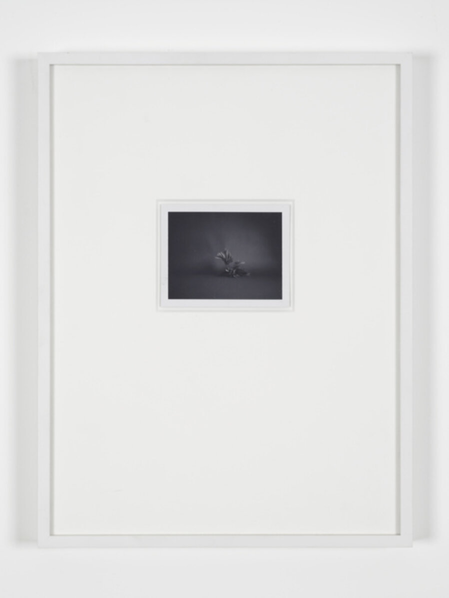 Polaroids (SX-70) (plastic Fern)
