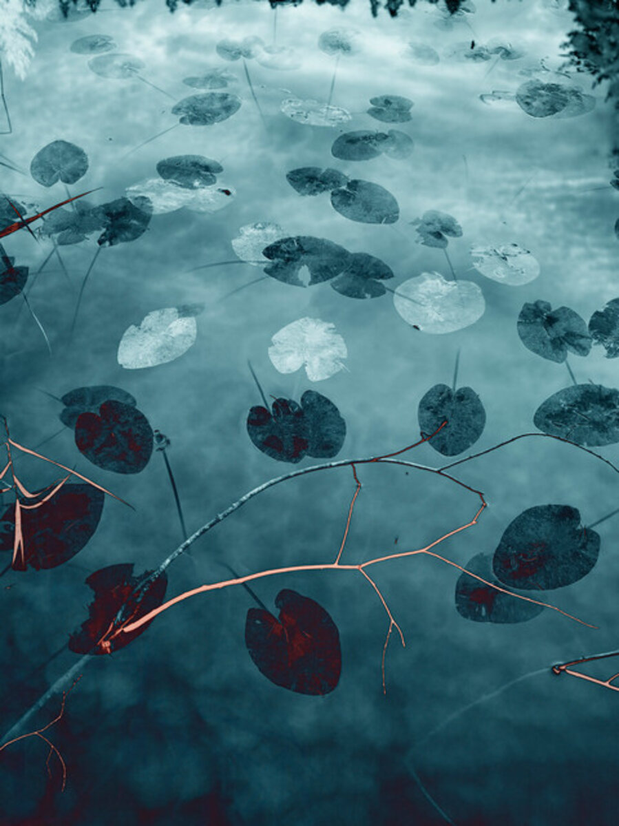 Water Lilies 29
