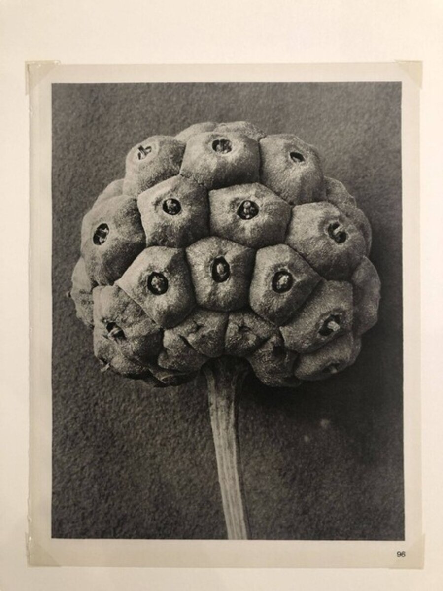 Cornus kousa
