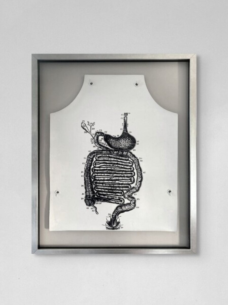 Stomach Anatomy Apron
